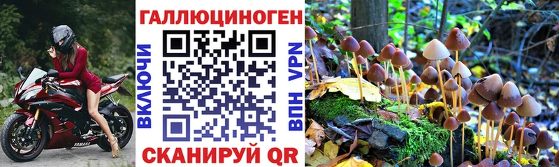 Купить где  Кулебаки  Галлюциногенные грибы Cubensis 